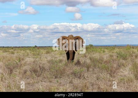 Südafrikanischer Elefant, der auf die Kamera zugeht Stockfoto