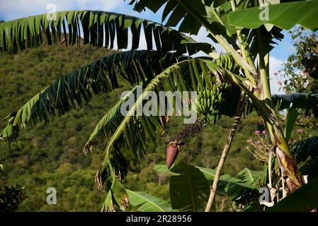 Palme mit einem Haufen grüner, unreifer, hängender Bananen, mit der Blume am Ende des Haufens. Plantage in Santander, Kolumbien. Stockfoto