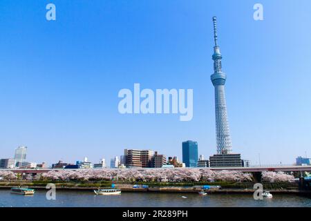 Kirschblüten entlang des Sumida River und des Tokyo Sky Tree Stockfoto