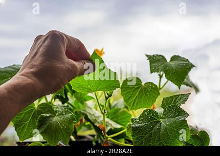 Der Bauer sieht mit seiner Hand durch kranke Blätter auf Setzlingen und Eierstöcken von Gurken. Landwirtschaft. Gartenschädlinge und -Krankheiten Stockfoto