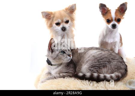 CAT und chihuahua ruhen isoliert auf weißem Hintergrund Stockfoto