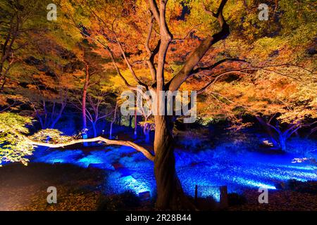 Rikugien-Laub leuchtet auf Stockfoto