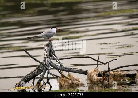 tern in der Lagune am Meer Stockfoto