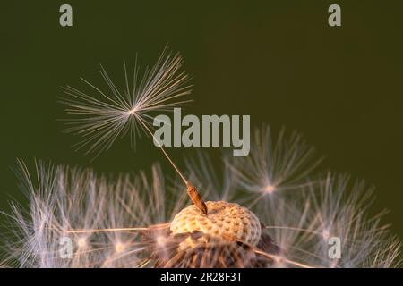 Löwenzahn auf grünem Hintergrund Stockfoto