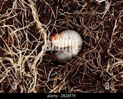 Nahaufnahme von weißem Fleischwolm zwischen den Wurzeln im Boden, Käfer-Larven sind eine landwirtschaftliche Pest und schädigen die Wurzeln von Pflanzen Stockfoto