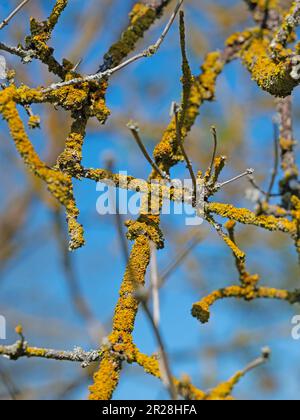 Gelbbraune Flechten auf Baumästen Stockfoto