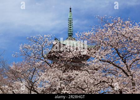 Ueno, ehemaliger Kaneiji-Tempel, fünfstöckige Pagode und Kirschblüten Stockfoto