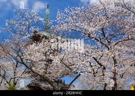 Ueno, ehemaliger Kaneiji-Tempel, fünfstöckige Pagode und Kirschblüten Stockfoto