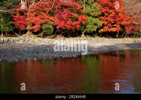 Herbstblätter des Ise-Schreins Isuzu Stockfoto