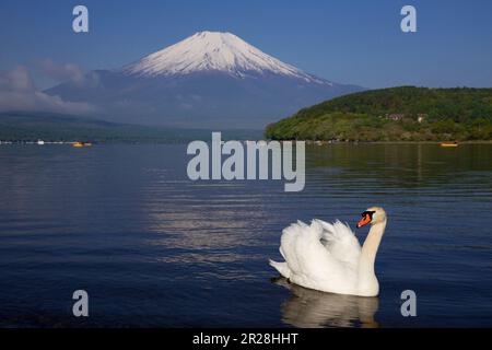 Mt. Fuji und ein stummer Schwan am Yamanaka-See Stockfoto