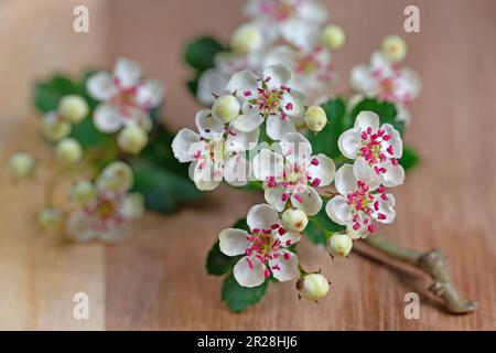 Blühender Hawthorn, Crataegus, in einer Nahaufnahme Stockfoto