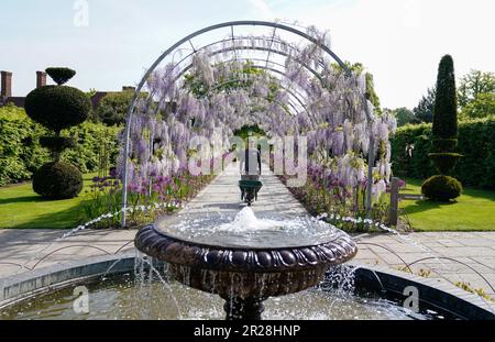 Ein Gärtner macht sich auf den Wisteria Walk im RHS Garden Wisley in Woking, Surrey. Zum ersten Mal seit seiner Anpflanzung im Jahr 2018 kann das Display wie geplant betrachtet werden, mit lila und weißen Blüten zusammen. Frost hat den Anbau in den vergangenen Jahren beschädigt, daher haben Gartenbauer der rechten Seite die ganze Nacht mit Feuerstellen gearbeitet, um die Wisteria zu schützen, was dieses Jahr zu einer perfekten Blüte führte. Bilddatum: Mittwoch, 17. Mai 2023. Stockfoto