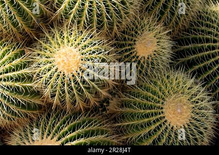Nahaufnahme des Goldfass-Kaktus (Echinocactus grusonii) Stockfoto