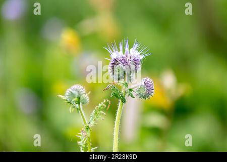 Hübsche Phakelie, die am Rande des Ackerlandes in der Frühlingssonne wächst Stockfoto