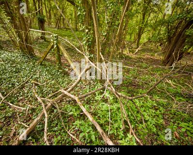 Inkongruent: Stacheldrahtzaun, Pfosten, die von Ivy überholt werden, inmitten einer bewaldeten Landschaft Stockfoto