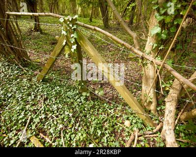 Inkongruent: Stacheldrahtzaun, Pfosten, die von Ivy überholt werden, inmitten einer bewaldeten Landschaft Stockfoto