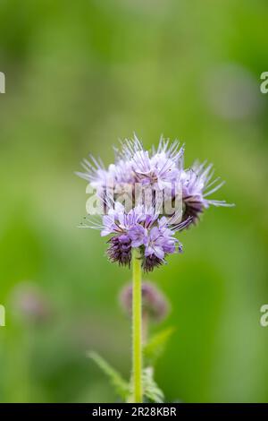 Hübsche Phakelie, die am Rande des Ackerlandes in der Frühlingssonne wächst Stockfoto