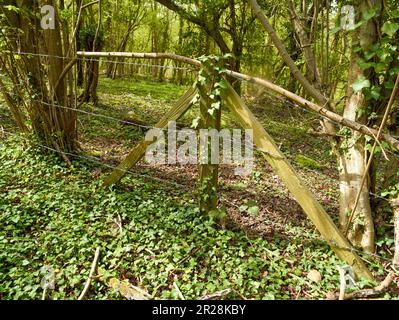 Inkongruent: Stacheldrahtzaun, Pfosten, die von Ivy überholt werden, inmitten einer bewaldeten Landschaft Stockfoto