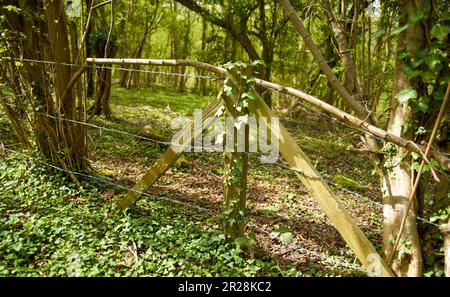 Inkongruent: Stacheldrahtzaun, Pfosten, die von Ivy überholt werden, inmitten einer bewaldeten Landschaft Stockfoto