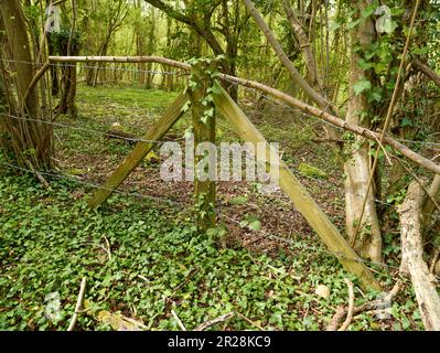 Inkongruent: Stacheldrahtzaun, Pfosten, die von Ivy überholt werden, inmitten einer bewaldeten Landschaft Stockfoto