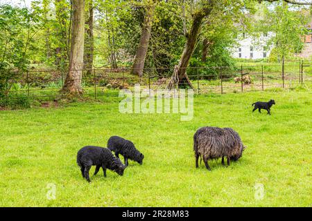 Seltene hebridische Schafe und Lämmer in der Obstplantage im Lower Brockhampton Manor House in der Nähe von Bromyard, Herefordshire, England, Großbritannien Stockfoto