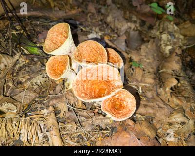Turbinellus floccosus-Pilze (schuppige Vase) im Wald. Stockfoto