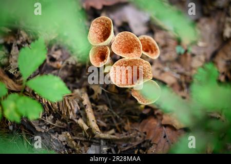 Turbinellus floccosus-Pilze (schuppige Vase) im Wald. Stockfoto