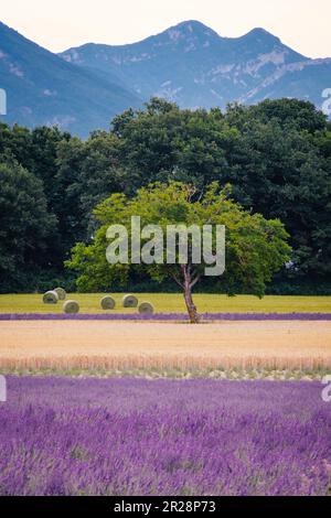 Ländliche Landschaft mit Bäumen, Lavendelfeld, Weizenfeld, Strohballen und Bergen im Hintergrund im Süden Frankreichs (Drome) Stockfoto