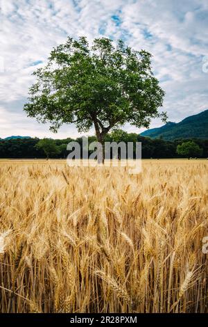 Einzelner Baum in der Mitte eines Weizenfeldes mit bewölktem Himmel über Südfrankreich (Drome) Stockfoto