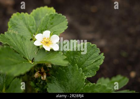 Erdbeerblüte mit grünen Blättern vor Bodenhintergrund. Platz für Text kopieren. Nahaufnahme eines Erdbeerbusches mit blühenden Blumen. Eine große Stockfoto
