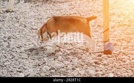 An einem sonnigen Tag ruht sich ein Ingwerhund mit weißen Flecken auf einem Kieselstrand in der Nähe des Meeres aus und wartet auf den Besitzer Stockfoto