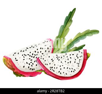 Rote Drachenfruchtscheiben, Pitahaya mit grünen Kaktusblättern. Aquarelle botanische Zusammensetzung Stockfoto