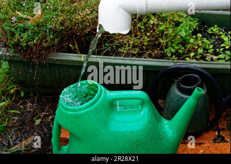 Regenwasser fällt aus einem Ausguss in eine gut platzierte grüne Gießkanne aus Kunststoff, voll und bereit, wenn es benötigt wird. Stockfoto