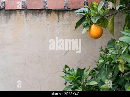 Orange auf dem Baum gegen die beige Wand Stockfoto