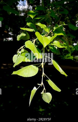 Tilia tomentosa Petiolaris, silberne Hängelobe. Stockfoto