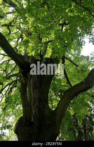 Tilia tomentosa Petiolaris, silberne Hängelobe. Stockfoto