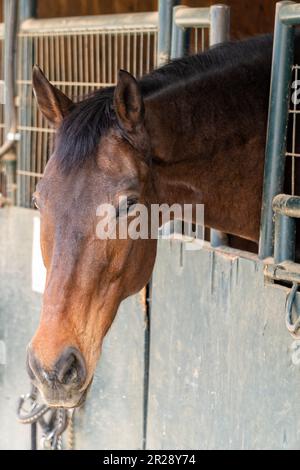 Ein Pferd in einem Stall, das aus der Stalltür schaut Stockfoto