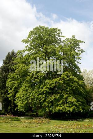 Tilia tomentosa Petiolaris, silberne Hängelobe. Stockfoto