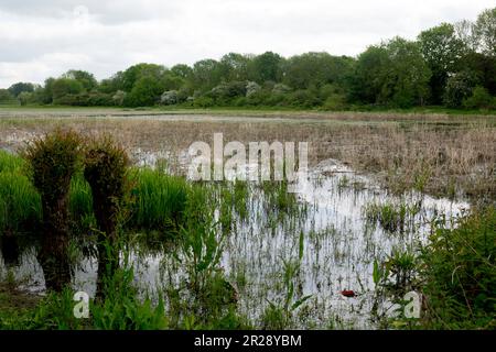 Welches Meadow, Leamington Spa, Warwickshire, England, Großbritannien Stockfoto