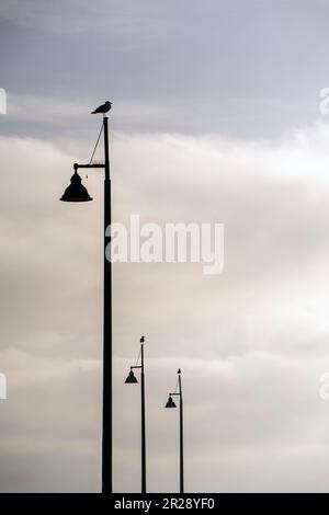 Möwen auf den Lampen. Bewölkter Tag. Stockfoto