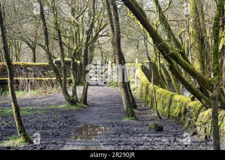 Waldwanderweg zwischen White Coppice und Brinscall an einem Frühlingstag in der Nähe von Chorley Lancashire England Stockfoto