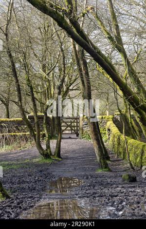 Waldwanderweg zwischen White Coppice und Brinscall an einem Frühlingstag in der Nähe von Chorley Lancashire England Stockfoto