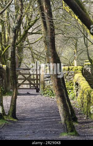 Waldwanderweg zwischen White Coppice und Brinscall an einem Frühlingstag in der Nähe von Chorley Lancashire England Stockfoto