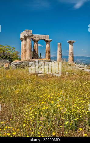 Tempel des Apollo, 6. Jahrhundert v. Chr., Dorischer Stil, Wildblumen, archäologische Stätte des antiken Korinth, Gemeinde Korinth, Region Peloponnes Griechenland Stockfoto