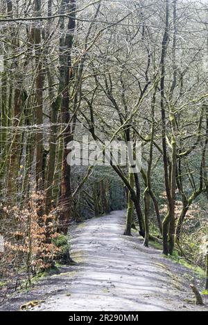 Waldwanderweg zwischen White Coppice und Brinscall an einem Frühlingstag in der Nähe von Chorley Lancashire England Stockfoto