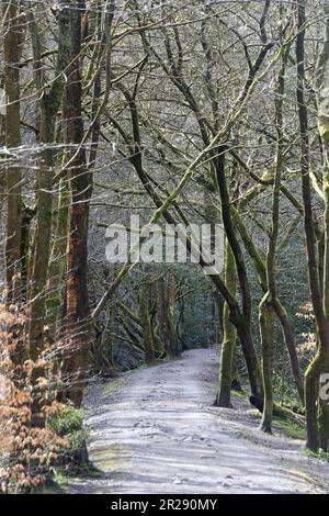 Waldwanderweg zwischen White Coppice und Brinscall an einem Frühlingstag in der Nähe von Chorley Lancashire England Stockfoto