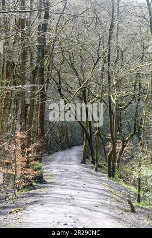 Waldwanderweg zwischen White Coppice und Brinscall an einem Frühlingstag in der Nähe von Chorley Lancashire England Stockfoto