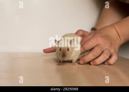 Die kleine süße Hausratte, die auf den Hinterbeinen steht, klopft in die Hände des Besitzers Stockfoto