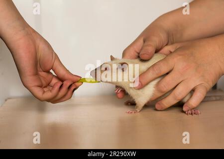 Kleine süße Hausratte, die auf seinen Hinterbeinen steht, Haustier in den Händen des Besitzers, Apfel füttern Stockfoto