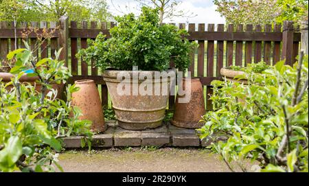 Frische Kräuterpflanzen, Kräuter, die in Containern in einem britischen Hofgarten wachsen Stockfoto